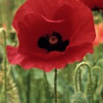 Veterans Day, poppies, Mamacita, Scheiss Weekly