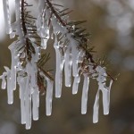 icy branches