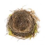 nest