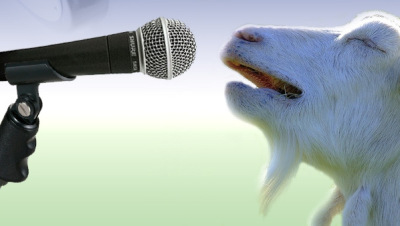 singing goat