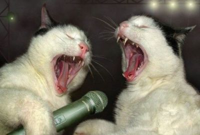 singing cats