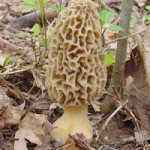 THIS is a morel mushroom. Accept no substitutes.