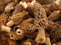 morel mushrooms