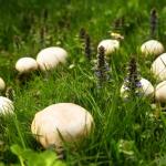 This is a fairy ring.  Go ahead and eat it.