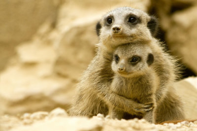 Meerkat mother and baby