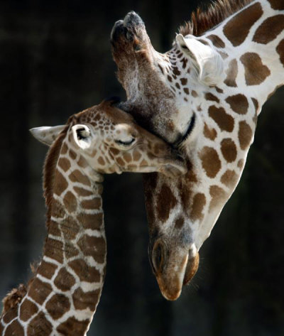 Mother and baby giraffe