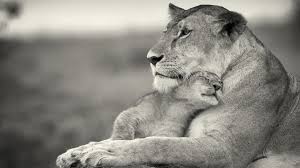 Lioness and cub