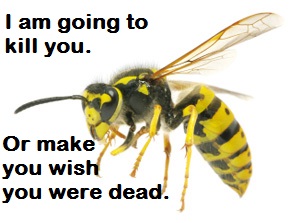 wasp, killer wasp, buzzing wasp