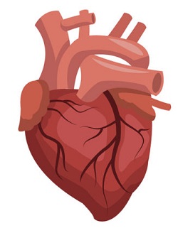 The human heart