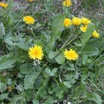 wild flowers, dandelions