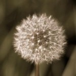 dead dandelion, achenes, wishes